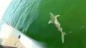 Смотреть Окунь клюнул на акулу