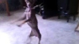 Бразильский пёс-танцор