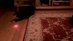 Кот водит лазером сам себя