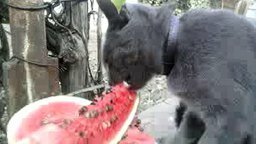 Смотреть Кот, который любит арбузы