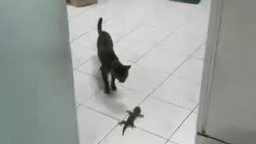 Смотреть Кошка против геккона