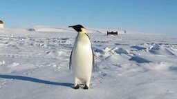 Звуки, издаваемые пингвином