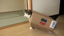 Кот, который обожает коробки
