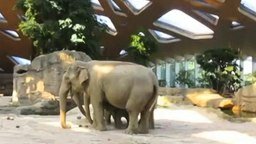 Слоновья взаимовыручка