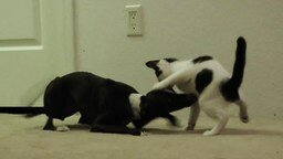Резвый пёс играет с котёнком