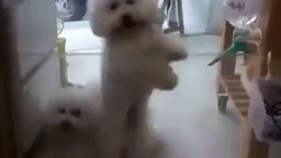 Собака танцует диско