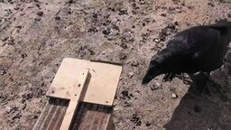 Смотреть Как ворон мышей ловит