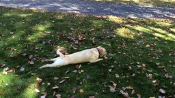 Смотреть Собака в осенних листьях