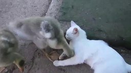 Смотреть Приставучий гусёнок и белый котик