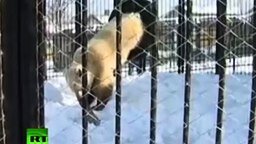 Смотреть Настоящий сибирский медведь