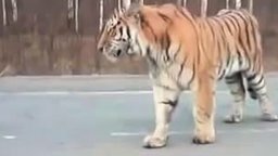 Смотреть Встреча с тигром на дороге