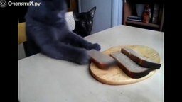 Серый наглый котяра пытается украсть хлеб