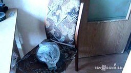 Смотреть Послушный кот закрывает дверь