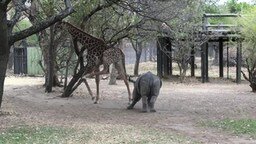 Смотреть Жираф проучил игривого носорожика