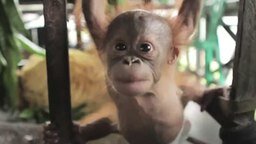 Ясли для малышей орангутанов