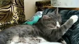 Говорливый попугай и терпеливый котяра