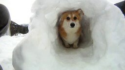 Снежный тоннель для питомца
