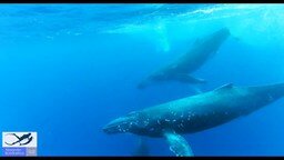 Смотреть Свободное плавание с китами