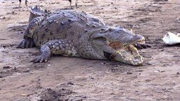 Смотреть Встреча с диким крокодилом