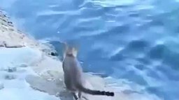 Смотреть Удачливый кот-рыболов
