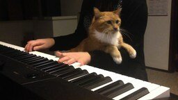 Смотреть Кот на коленях пианистки