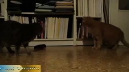 Смотреть Кошки против метронома