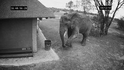 Смотреть Слон-дворник