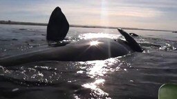 Смотреть Волнительная встреча каякеров с китами