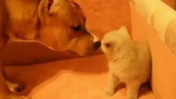Собака знакомится с котёнком