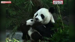 Воссоединение семьи панд