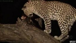Смотреть Леопард усыновил малыша бабуина