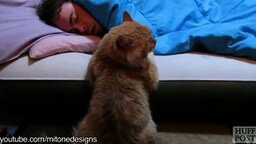 Кошки-будильники