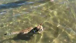 Смотреть Кот - любитель поплавать