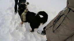 Прогулка зимой с хорьками и собакой