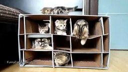 Многоэтажный домик для котят