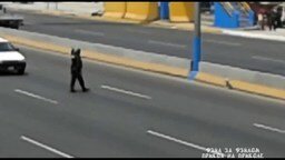 Смотреть Полицейский спас собаку на магистрали