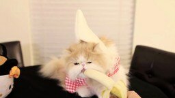 Нарядная кошка ест банан