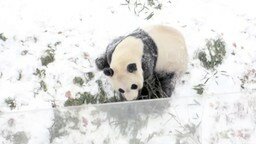 Смотреть Панда радуется снегу