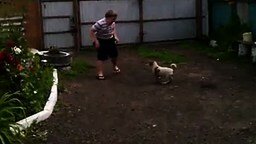 Истеричный мальчик против щенка