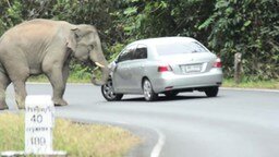Смотреть Слон атакует автомобиль