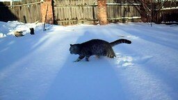 Смотреть Первая и последняя зимняя прогулка кота