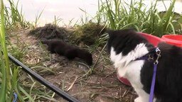 Домашняя кошка и дикая норка