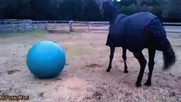 Смотреть Лошади играют с шарами и мячами