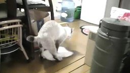 Кот моет полы