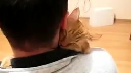 Котик-обнимашка
