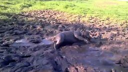 Смотреть Собака наслаждается грязью