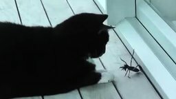 Смотреть Кот против насекомого