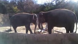 Смотреть Слон ломает палку