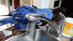 Попугай принимает душ на всю катушку