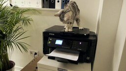 Смотреть Офис с котами и кошками